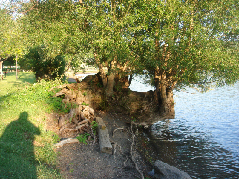 DSC07394