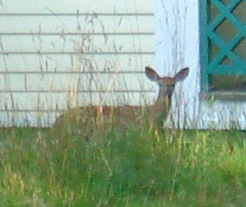 DSC07329c