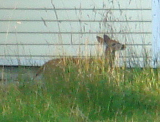 DSC07326c